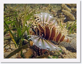 IMG_6892-crop * Young Zebra Lionfish (Dendrochirus zebra) * 2844 x 2133 * (1.88MB)